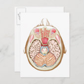 Transverser Abschnitt des mittleren Gehirns Postkarte (Vorne/Hinten)