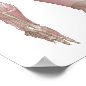 Trapezius Poster (Ecke)