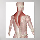 Trapezius Poster (Vorne)