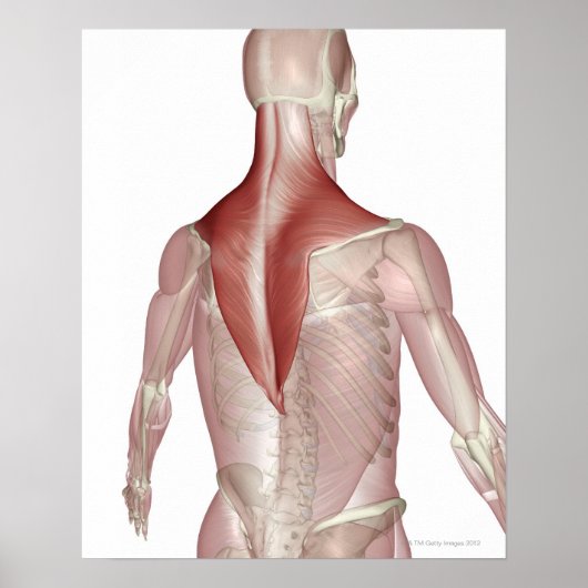 Trapezius Poster (Vorne)