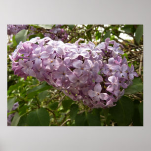 Traube aus Fliederblüten Frühlingsblumen Poster