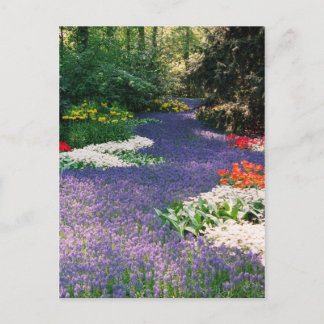 Traube Hyacinth Fluss Postcard Postkarte