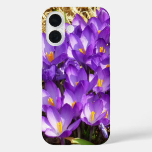 Traube von violetten Krokussen Frühlingsblumen iPhone 16 Hülle