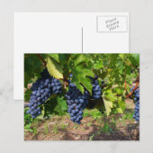 Trauben auf Weinpostkarte Postkarte (Vorne/Hinten)