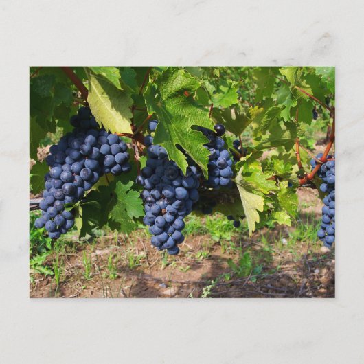 Trauben auf Weinpostkarte Postkarte (Vorderseite)