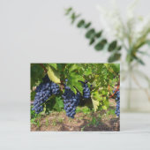 Trauben auf Weinpostkarte Postkarte (Stehend Vorderseite)
