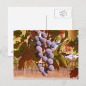 Trauben aus Kalifornien Postkarte (Vorne/Hinten)