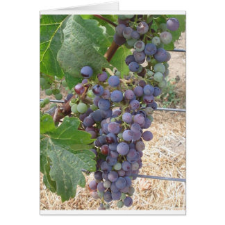 Trauben aus Napa-Tal