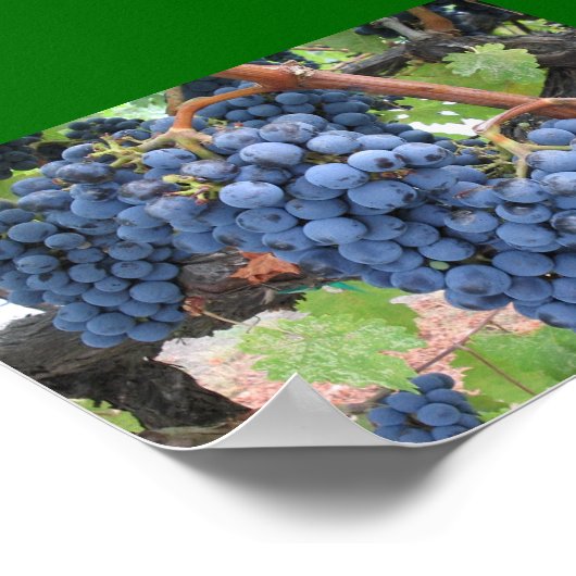 Trauben aus Napa-Tal Poster (Ecke)