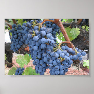 Trauben aus Napa-Tal Poster