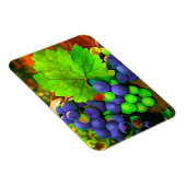 Trauben ernten magnet (Rechte Seite)