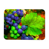 Trauben ernten magnet (Horizontal)