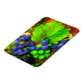 Trauben ernten magnet (Linke Seite)