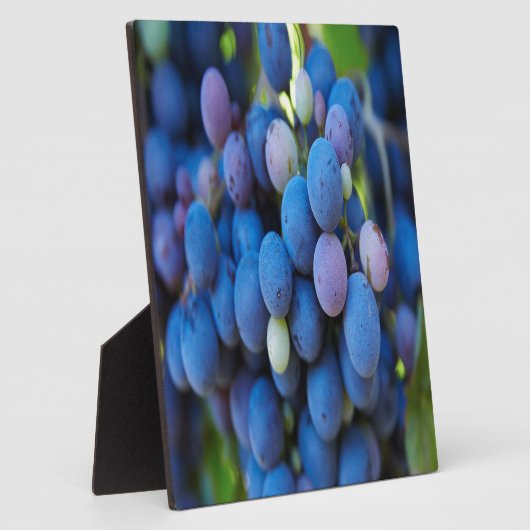 Trauben Fotoplatte (Seite)