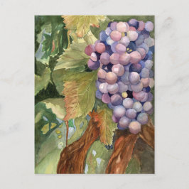 Trauben, Frucht der Vine Postkarte