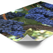 Trauben für die Ernte bereit Poster (Ecke)