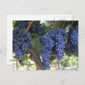 Trauben für die Ernte bereit Postkarte (Vorne/Hinten)