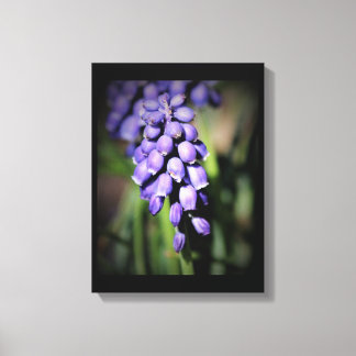 Trauben Hyacinth Bloral Canvas Print Leinwanddruck