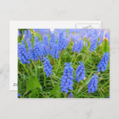 Trauben-Hyacinths Postkarte (Vorne/Hinten)