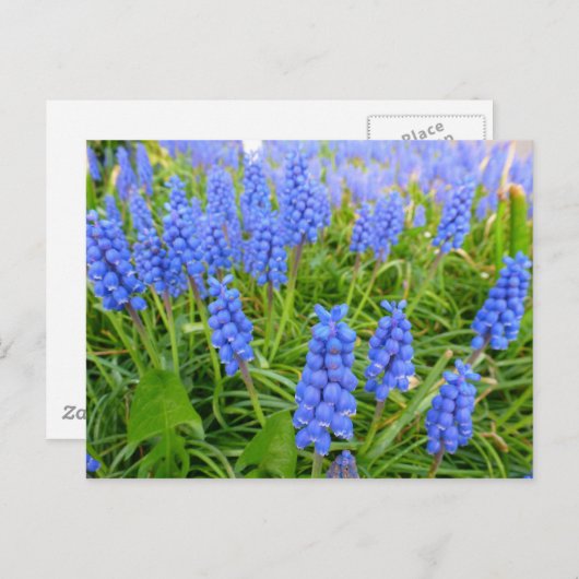 Trauben-Hyacinths Postkarte (Vorne/Hinten)