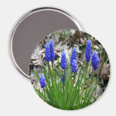 Trauben-Hyazinthen... Magnet (Vorderseite/Rückseite)