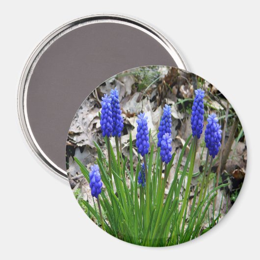 Trauben-Hyazinthen... Magnet (Vorderseite/Rückseite)