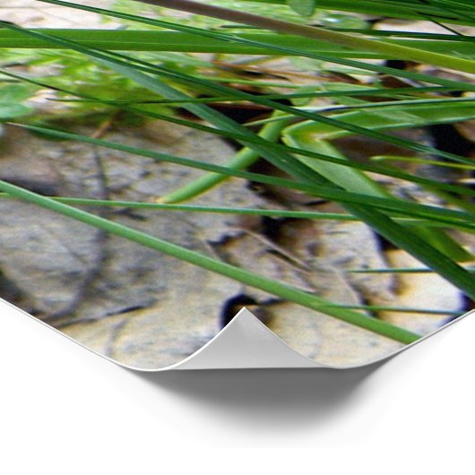 Trauben-Hyazinthen.... Poster (Ecke)