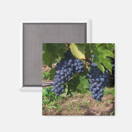 Trauben im Weinmagnet Magnet (Vorderseite/Rückseite)