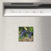 Trauben im Weinmagnet Magnet (In Situ (Geschirrspüler))
