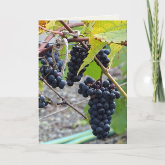 Trauben in einem Weingut Karte (Vorderseite)