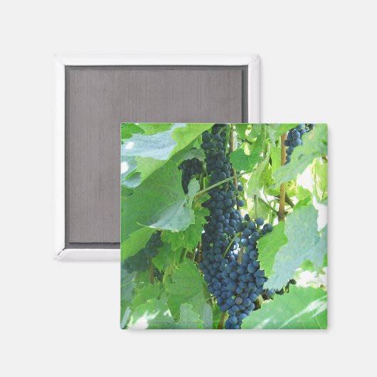 Trauben Magnet (Vorderseite/Rückseite)