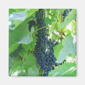 Trauben Magnet (Vorne)