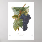 Trauben, Muscat arouya Poster (Vorne)