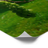 Trauben Napa Poster (Ecke)