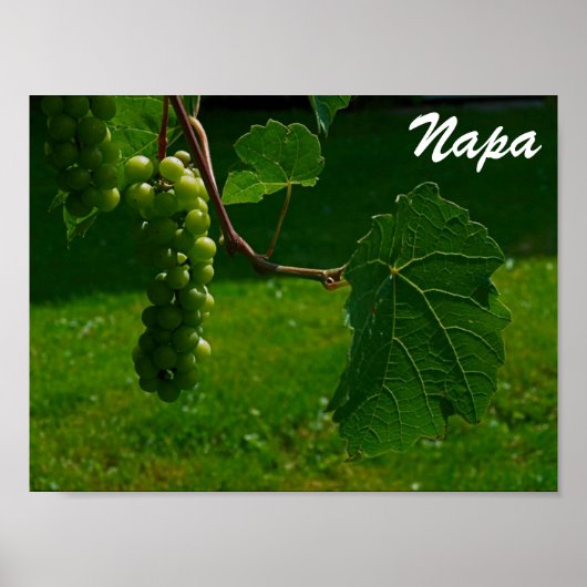 Trauben Napa Poster (Vorne)