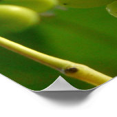 Trauben Poster (Ecke)