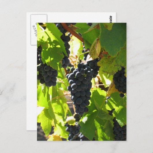 Trauben - Postkarte (Vorne/Hinten)