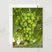 Trauben Postkarte (Vorne/Hinten)