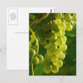 Trauben Postkarte (Vorne/Hinten)
