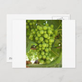 Trauben Postkarte (Vorne/Hinten)