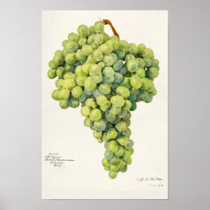 Trauben (Vitis) Fruchtfarben Poster