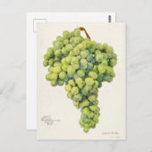 Trauben (Vitis) Fruchtfarben Postkarte (Vorne/Hinten)