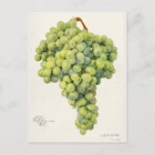 Trauben (Vitis) Fruchtfarben Postkarte (Vorderseite)