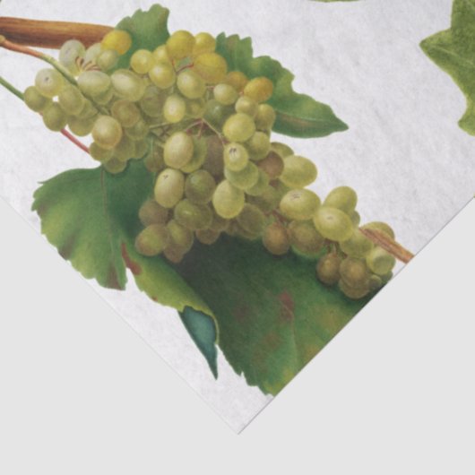 Trauben Weinberge Mittelmeer Griechische Insel Seidenpapier (Ausschnitt)