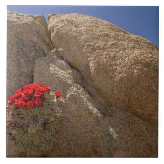 Traubenbecher oder Mojave-Kakteen in Blüte Fliese (Vorderseite)