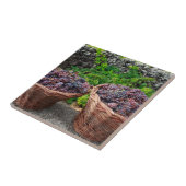 Traubenernte Fliese (Seite)