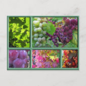 Traubenernte im Herbst Postkarte (Vorderseite)