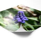 TraubenHyacinth-Foto Fotodruck (Ecke)