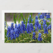 TraubenHyakinth Briefpapier (Vorne/Hinten)