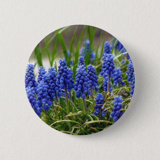 TraubenHyakinth Button (Vorderseite)